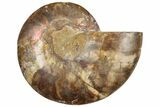 Cut & Polished Ammonite Fossil (Half) - Crystal Pockets #308184-1